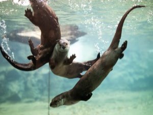 otters playing underwater