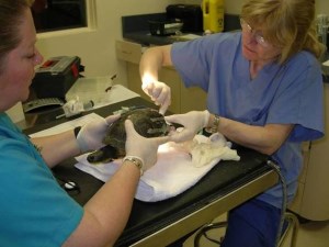 staff working on an injured turtle