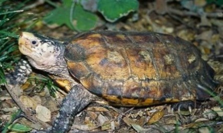 small brown and gold turtle