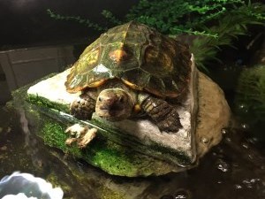 turtle sitting on a rock in a pond