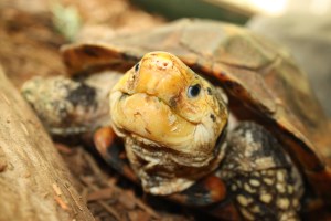 closeup of Sulaweski forest turtle