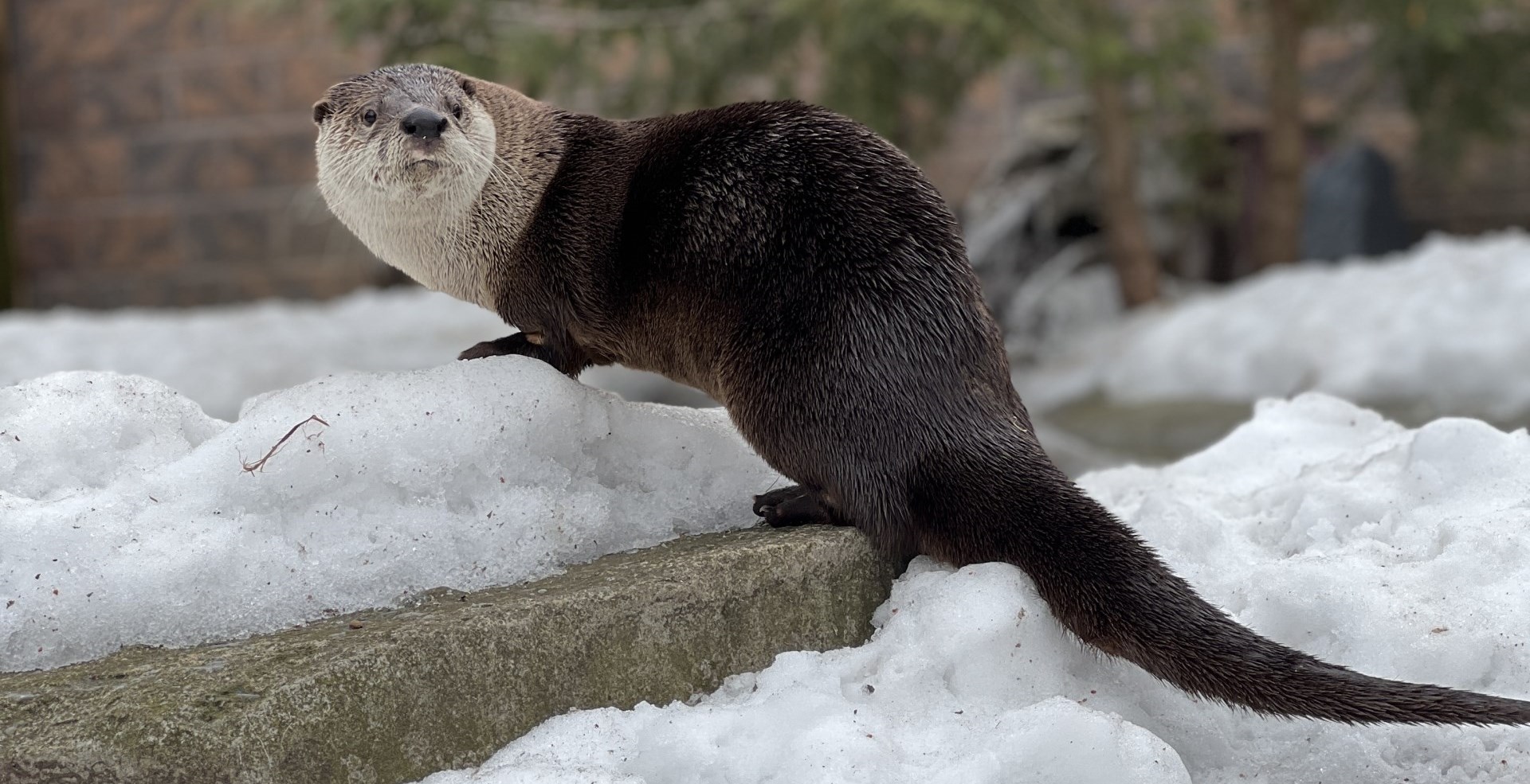 closeup of river otter outside standing on branch in the snow