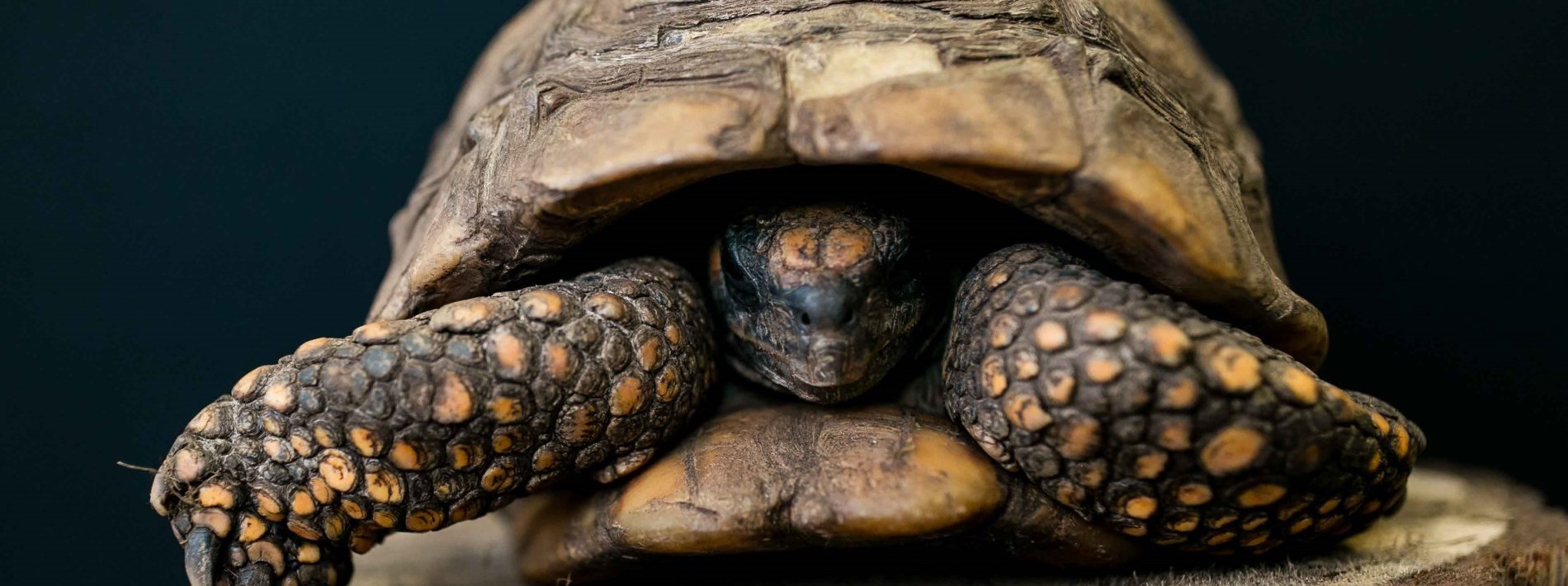 tortoise looking at camera