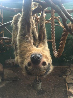 sloth hanging upside down