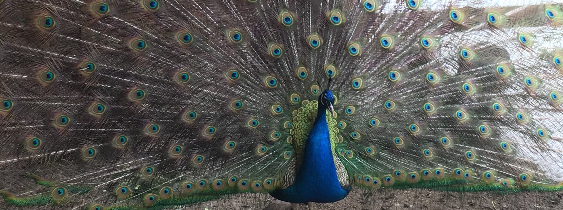 close up of peacock with feathers spread