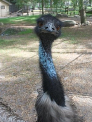 close up of emu staring at camera