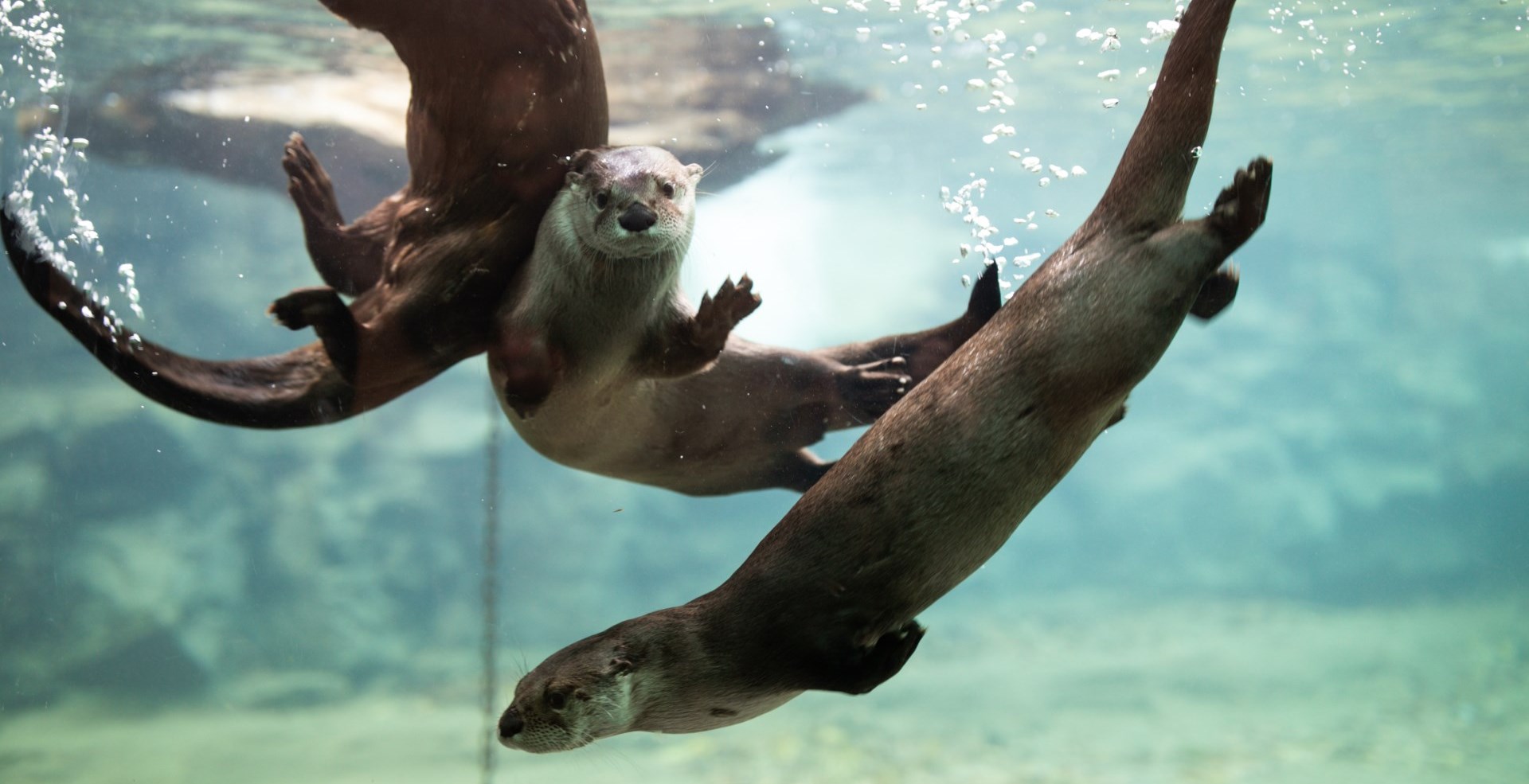 Come visit the River Otters at 1:30 p.m. daily!