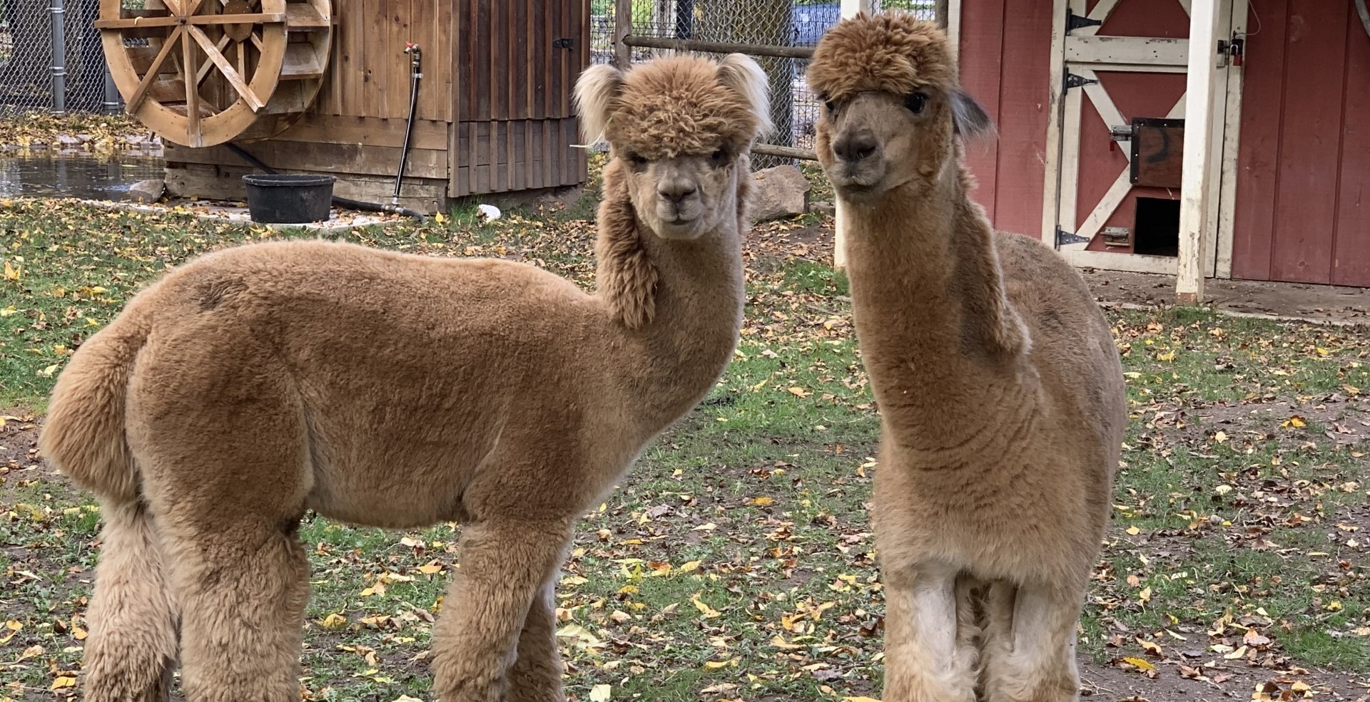 Stop by and say hi to our alpacas, Mack and Hollister!