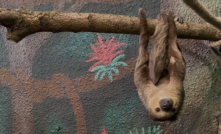 sloth hanging upside down from branch