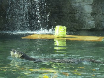 river otter in the water with a frozen bucket of fish floating nearby