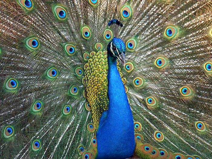 Peahen female peacock beautiful bird feathers out shows colorful
