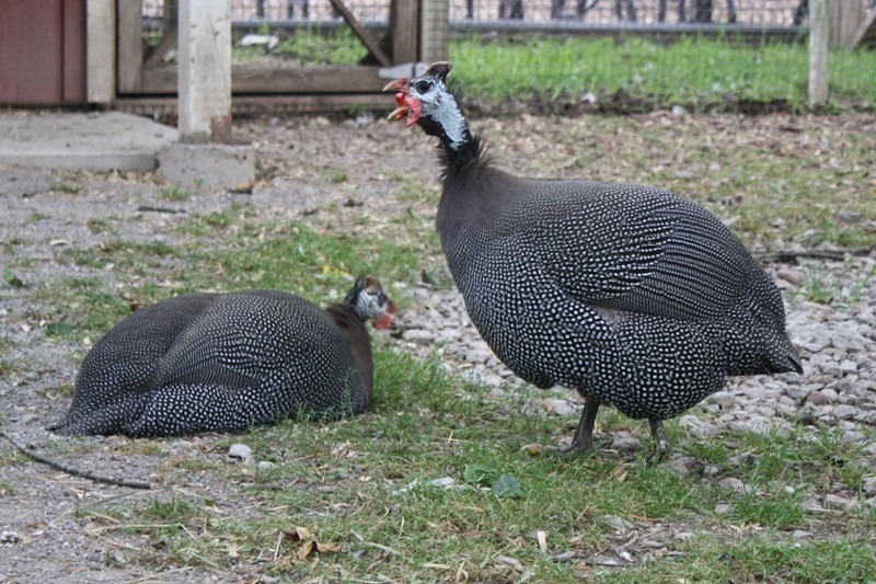 https://www.riverviewparkandzoo.ca/en/zoo/resources/playground-photos/Animal-Profile-Pictures/Birds/guinea-fowl.jpg