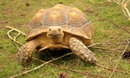 brown and gold tortoise