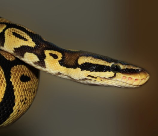 Ball Python - Riverview Park and Zoo