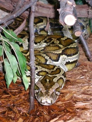 burmese python under sticks on wood shavings