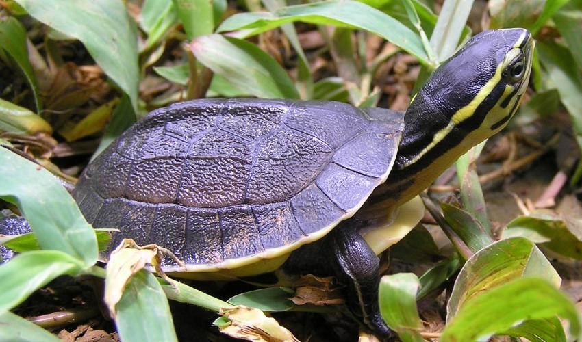 Malaysian store turtle pet