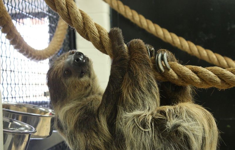 Sloth hanging on ropes