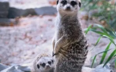 small brown meerkat with dark mask around eyes up on hind legs